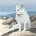 Van Horn Law Office